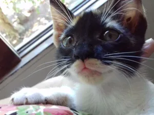 Gato raça SRD idade 2 a 6 meses nome Sem nome