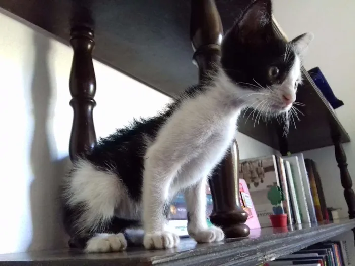 Gato raça SRD idade 2 a 6 meses nome Sem nome