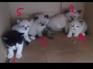 Gato raça  idade 2 a 6 meses nome Lili, dusty, charliP
