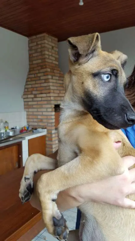 Cachorro ra a  idade 2 a 6 meses nome Brisa