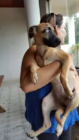 Brisa