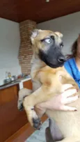 Brisa