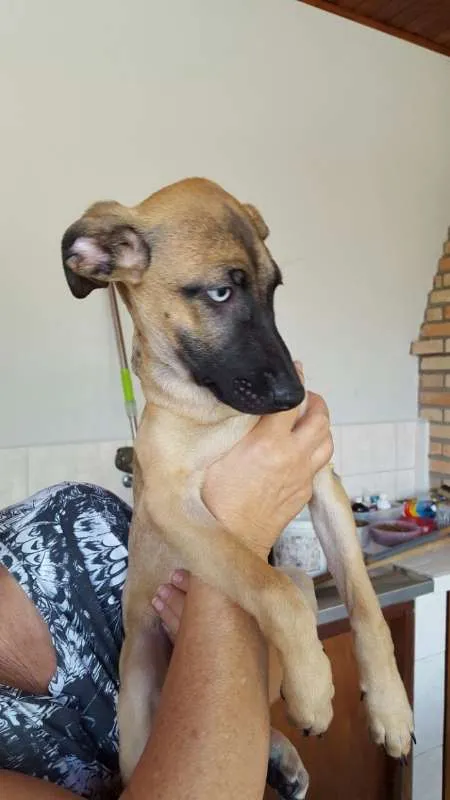 Cachorro ra a  idade 2 a 6 meses nome Brisa
