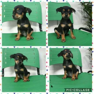 Cachorro raça PINSHER COM BASSET idade 2 a 6 meses nome BILBO