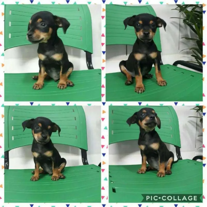 Cachorro ra a PINSHER COM BASSET idade 2 a 6 meses nome BILBO
