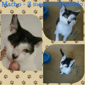 Gato raça SRD idade 2 a 6 meses nome GUI