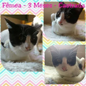 Gato raça SRD idade 2 a 6 meses nome DIANA