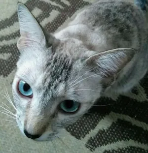 Gato raça SRD idade 7 a 11 meses nome Isis
