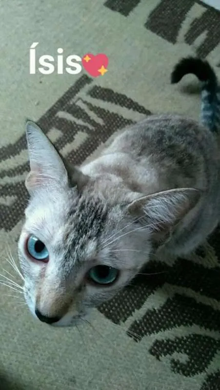 Gato ra a SRD idade 7 a 11 meses nome Isis
