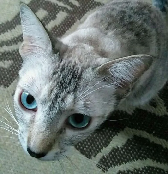Gato ra a SRD idade 7 a 11 meses nome Isis