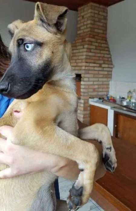 Cachorro ra a  idade 2 a 6 meses nome Brisa