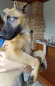 Brisa