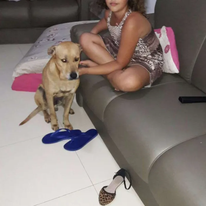 Cachorro ra a SRD idade 4 anos nome Tufão 