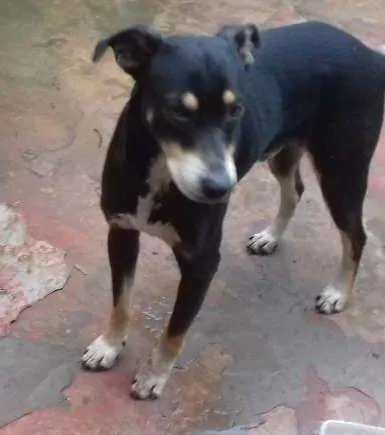 Cachorro raça shaw shaw com vira-lata idade 1 ano nome negão