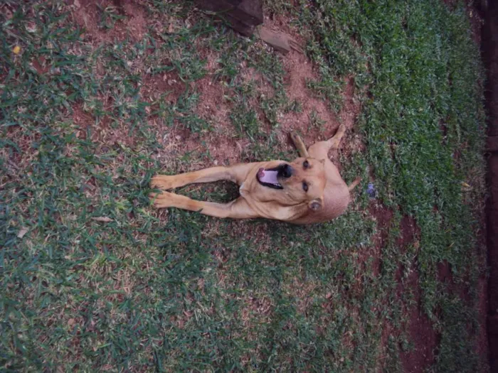 Cachorro ra a SRD idade 4 anos nome Tufão 