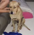 Tufão 
