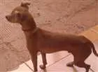 Cachorro raça pinscher com vira-lata idade 2 anos nome Paçoca