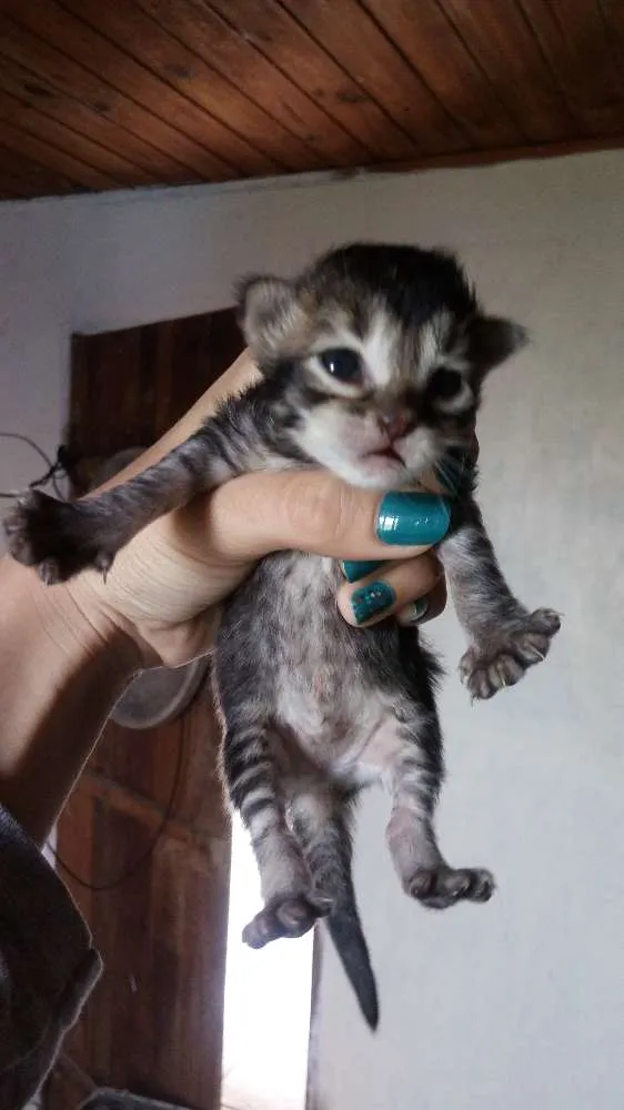 Gato ra a  idade Abaixo de 2 meses nome Cinza, Branco e Rajado