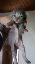 Cinza, Branco e Rajado