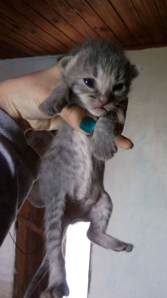 Gato ra a  idade Abaixo de 2 meses nome Cinza, Branco e Rajado