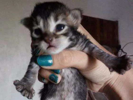 Gato ra a  idade Abaixo de 2 meses nome Cinza, Branco e Rajado