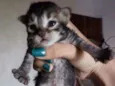 Cinza, Branco e Rajado