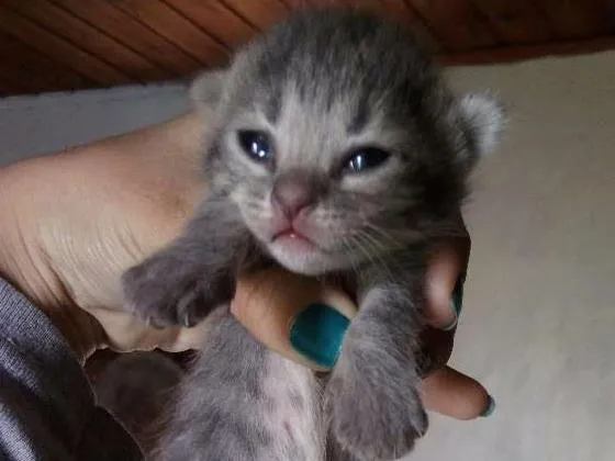 Gato ra a  idade Abaixo de 2 meses nome Cinza, Branco e Rajado