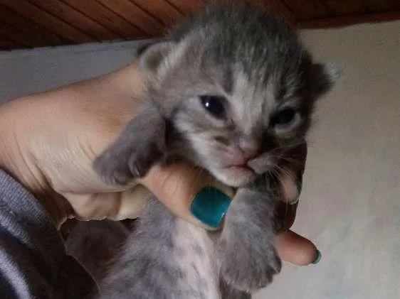 Gato ra a  idade Abaixo de 2 meses nome Cinza, Branco e Rajado