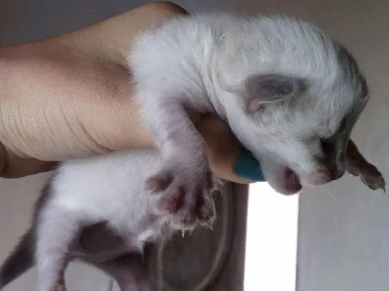 Gato ra a  idade Abaixo de 2 meses nome Cinza, Branco e Rajado