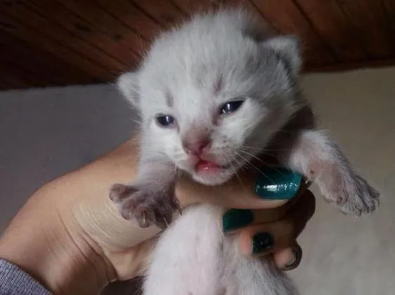 Gato ra a  idade Abaixo de 2 meses nome Cinza, Branco e Rajado