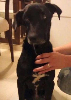 Cachorro raça SRD idade 3 anos nome Navier