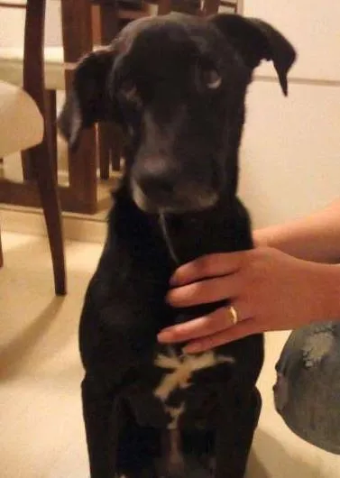 Cachorro ra a SRD idade 3 anos nome Navier