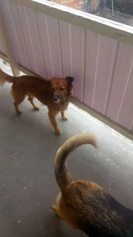 Cachorro ra a SRD idade 5 anos nome Gita