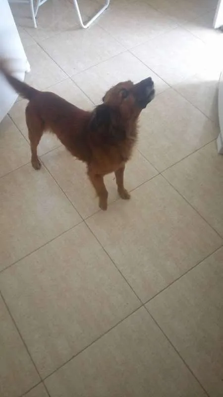 Cachorro ra a SRD idade 5 anos nome Gita