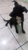 Pretinho