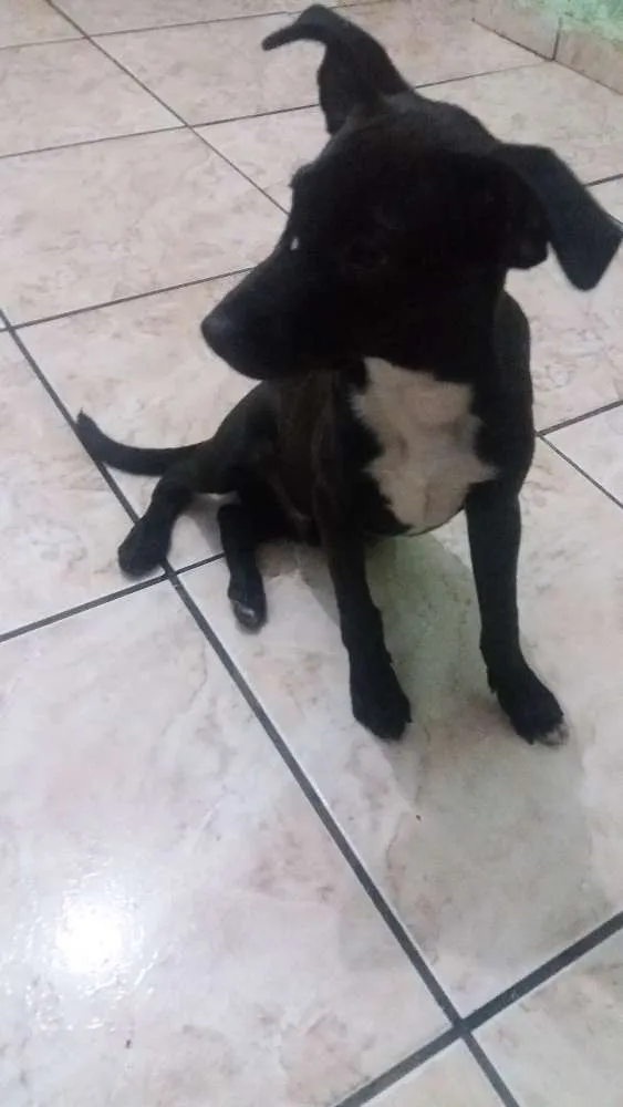 Cachorro ra a Rnd idade 2 a 6 meses nome Pretinho