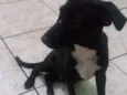 Pretinho