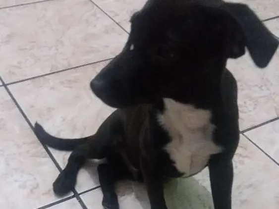 Cachorro ra a Rnd idade 2 a 6 meses nome Pretinho