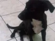 Pretinho