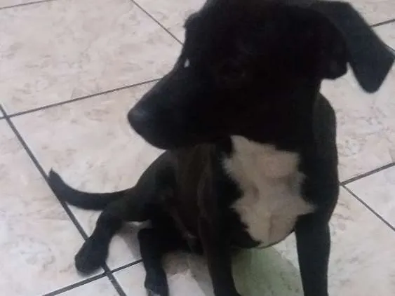 Cachorro ra a Rnd idade 2 a 6 meses nome Pretinho