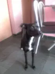 Pretinha