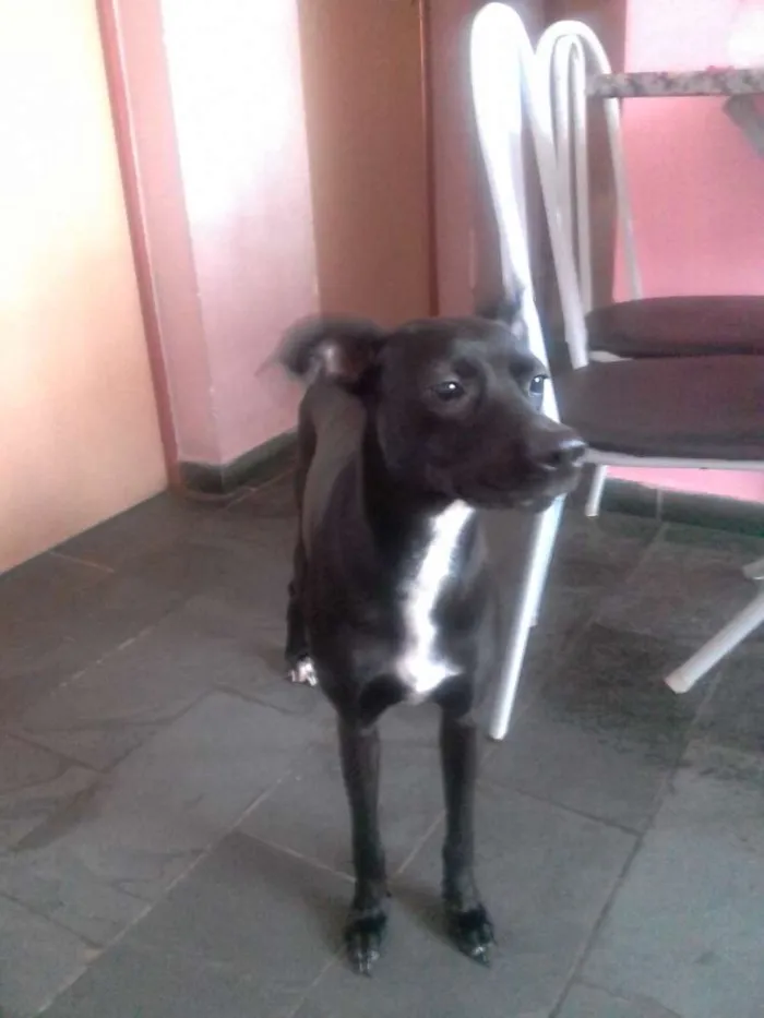 Cachorro raça vira lata idade 3 anos nome Pretinha
