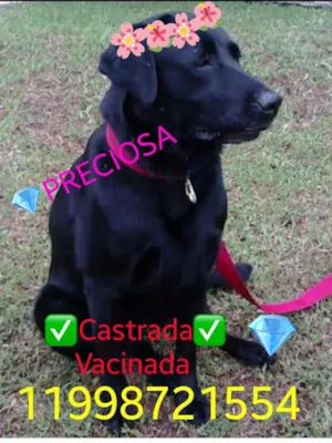Gato raça Labrador idade 7 a 11 meses nome Labrador