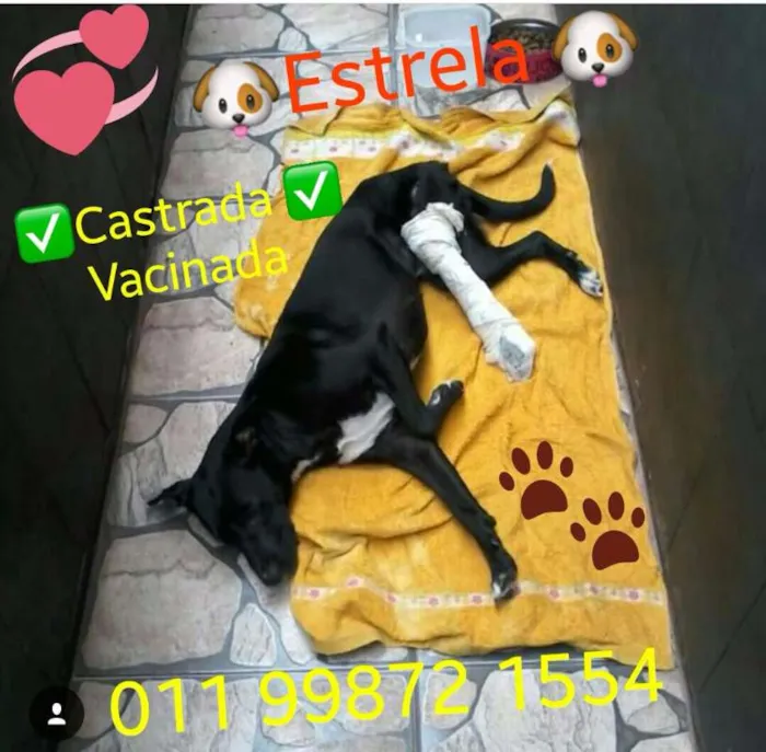 Gato raça Labrador idade 7 a 11 meses nome Labrador