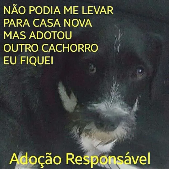 Gato raça Labrador idade 7 a 11 meses nome Labrador