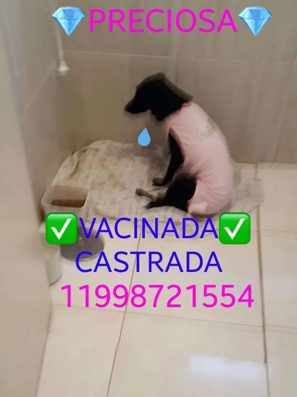 Gato raça Labrador idade 7 a 11 meses nome Labrador