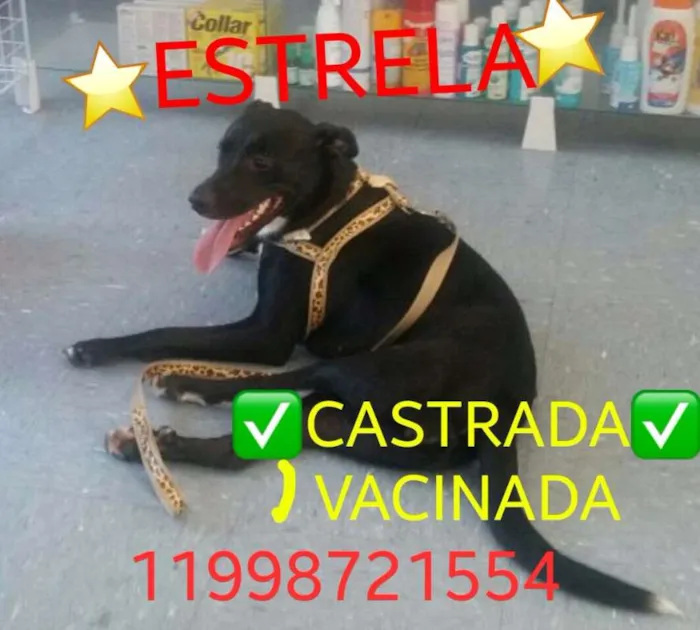 Gato raça Labrador idade 7 a 11 meses nome Labrador