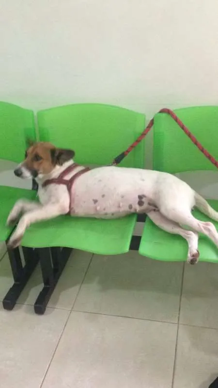 Gato raça Labrador idade 7 a 11 meses nome Labrador