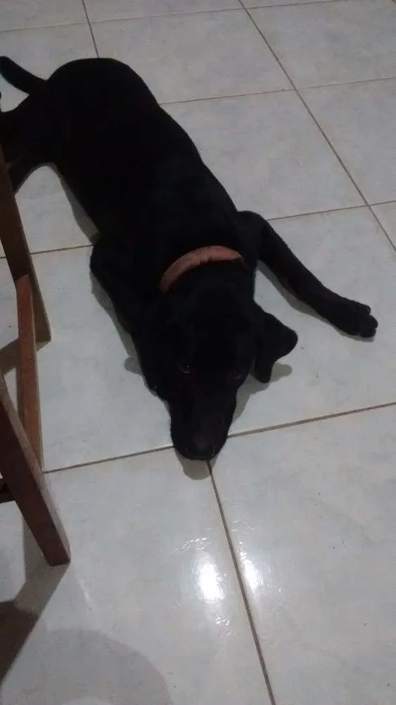 Cachorro raça Labrador idade 1 ano nome Spaik