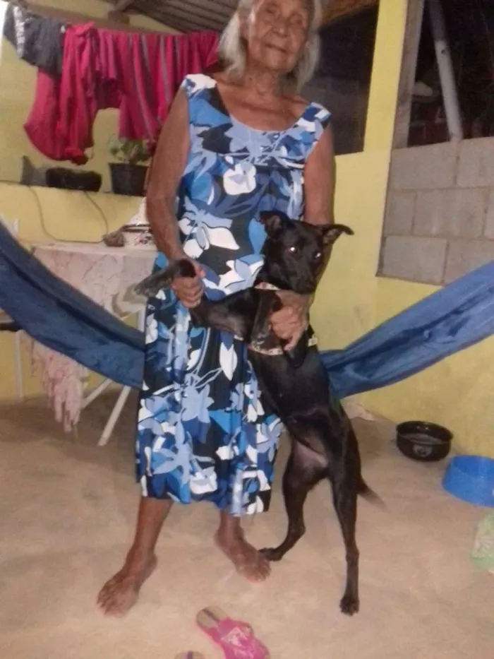 Cachorro ra a Vira lata idade 7 a 11 meses nome Rillary